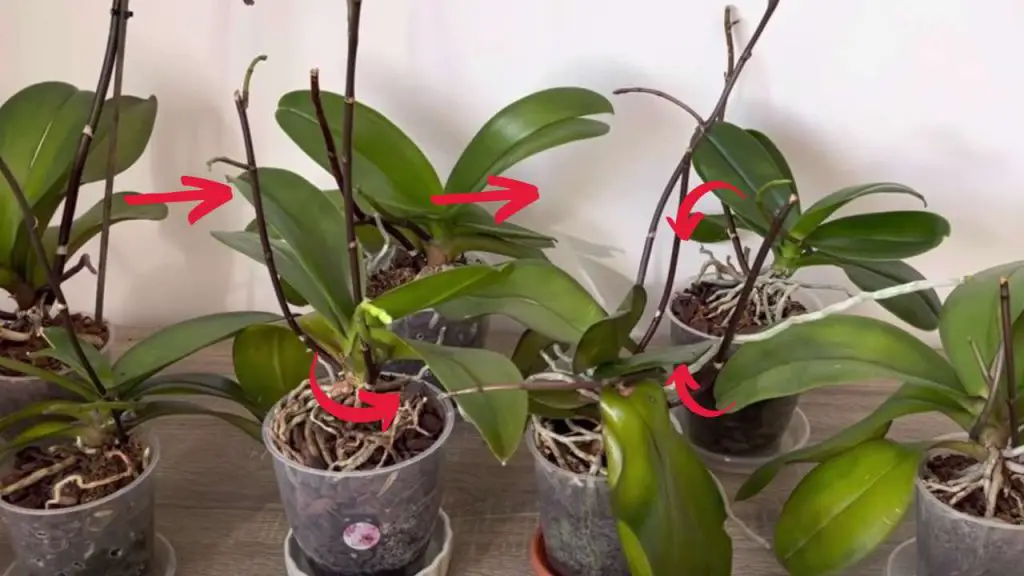 Try doing this to your orchids: you will see how spectacular they bloom shortly after