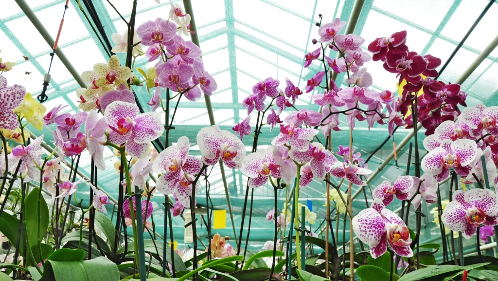 What you need to do to have a healthy orchid. Avoid these mistakes completely