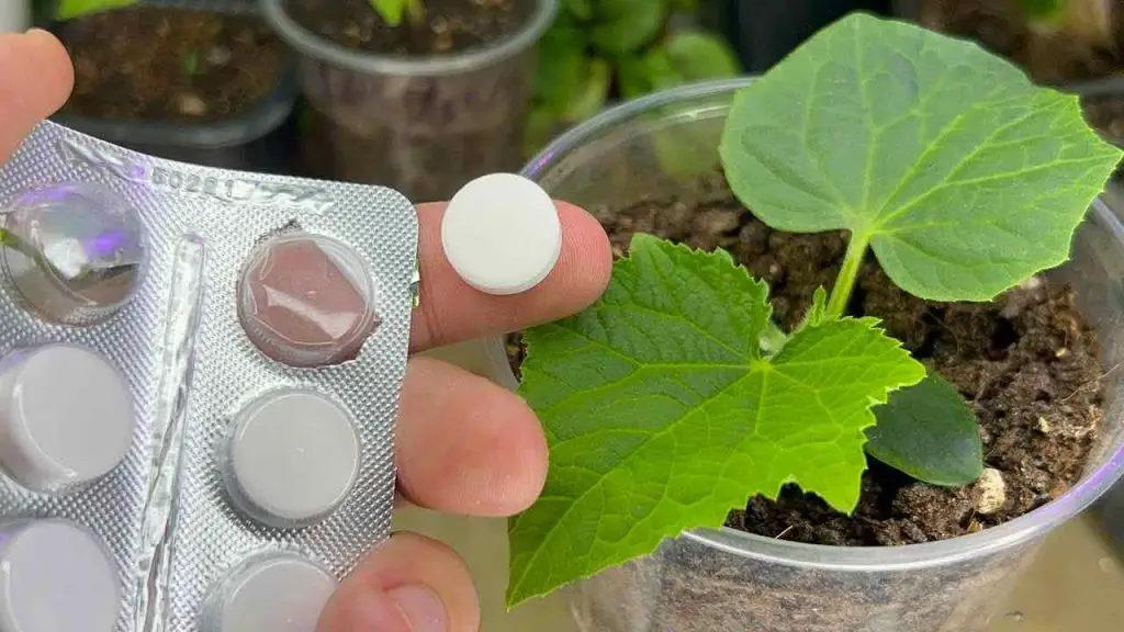 With 1 tablet every plant you have in the garden becomes healthy and lush