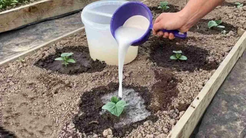 With this ingredient, cucumbers will grow in no time: pour it over the sprouts