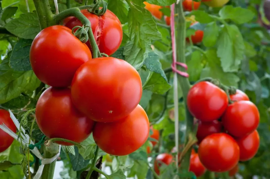 With this solution, tomatoes will grow 3x faster
